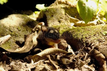 Young Grey Four-eyed Opossum Volcano Rincon de la Vieja
