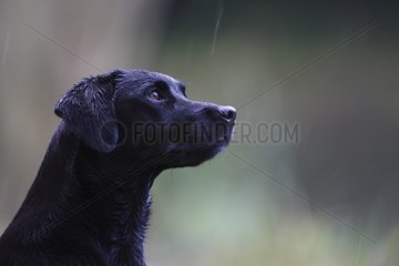 Hunting Labrador Retriever careful under the rain