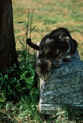 Dachrinnenkatze  die eine Beute an einem Frankreichstein beobachtet