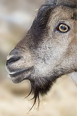 Head of a Spanish Ibex resting
