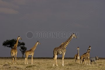 Masai Giraffes and baby Giraffes in the savanna Masai Mara