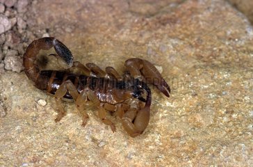 Skorpion der Sandtoilette seine marokkanischen PedipAlpen