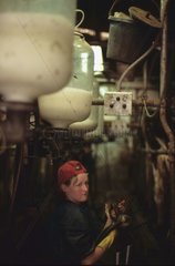 Farmer woman in milking room Clonakilty Ireland