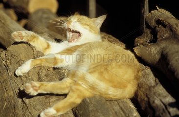 Baillement d'un chat de gouttière couché sur un tas de bois