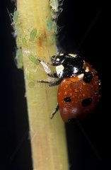 7 -Point Ladybug essen Frankreichs Blattläuse