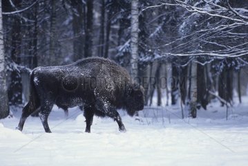 Mâle adulte de Bison d'Europe marchant dans la neige