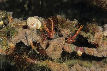 Small Galatheid Crab Komodo Indonesia