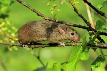 House Mouse walking in the branches of tree