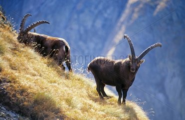MÃ¤nner ibex die Alpen