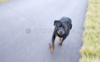 Rottweiler -Hund  der auf dem Weg Frankreich rennt