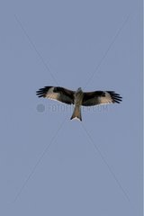 Red Kite National park of Coto Doniana Spain