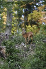 Male Roe Deer on the lookout in the forest Forel Suisse