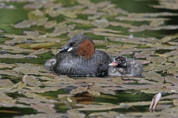 Little grebe swimming near a young United-Kingdom