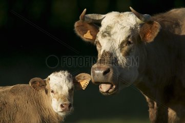 Vache et veau de races croisées Picardie France