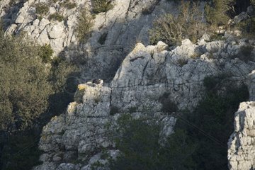 Bonelli's eagle feeding on a lardoire Hérault