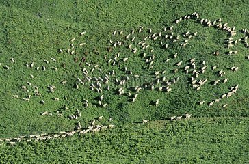 Troupeau de moutons au col du Petit St Bernard en Savoie