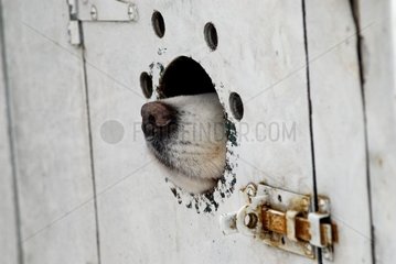 Mündung eines Samoyède-Hundes in seiner Box Haut-Rhin Frankreich