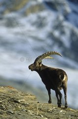 Ibex of the Alps in the National park of Vanoise