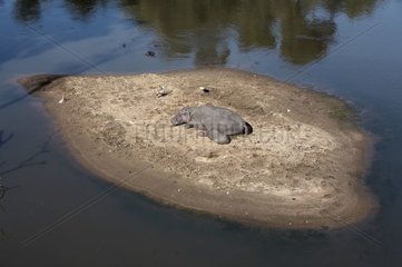 Hippopotamus und seine junge ruhte sich auf einer Sandbank Kenia
