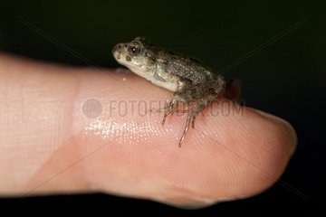 Young adult Parsley Frog on a finger France