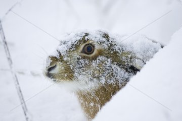 Frightened brown Hare under snow Germany