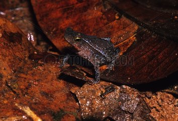 Frog Tropical Forest Choco Colombia