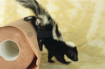 Young Striped skunk on a paper roll in studio
