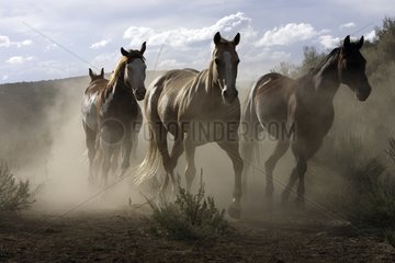 Horde gallopping in the meadow Oregon the USA