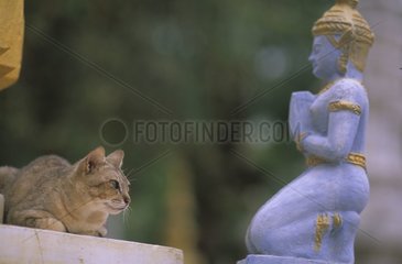 Die Tabby -Katze verlängerte sich auf einem buddhistischen Heiligtum Kampuchea