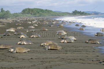 Arrivée massive de tortues olivâtres pour pondre Costa Rica