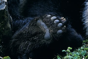 Detail of a giant Panda foot Wolong NR