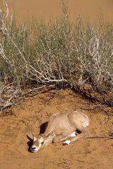 Jeune Oryx en semi-liberté dans le désert Arabie Saoudite