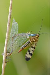 Scorpion fly eating a damselfy on a twig