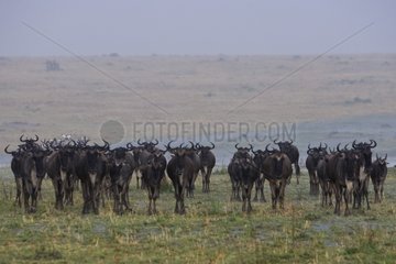 Wildebeests herd in the rain Masai Mara Kenya