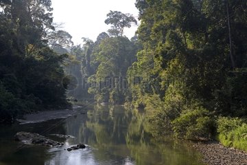 River crossing the tropical forest Borneo