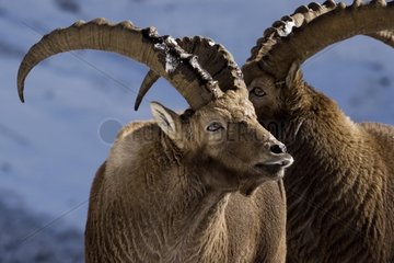 Ibex mÃ¤nnlich macht Nickerchen Bornes Massif Frankreich