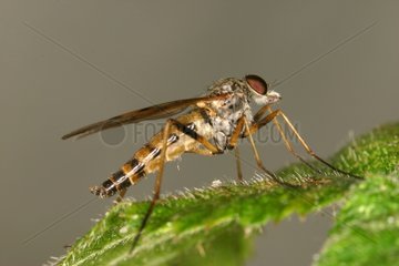 Diptere posed on a leaf Annevoie Belgium