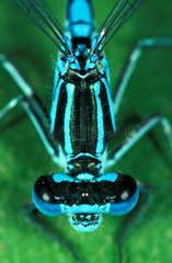 Large plan head and thorax of a Azure damselfly