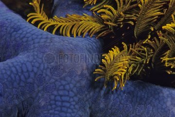 Detail of Blue Linckia Sea Star under a yellow Crinoid Bali