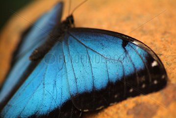Nahaufnahme von Elytron eines blauen Morpho ruht Costa Rica