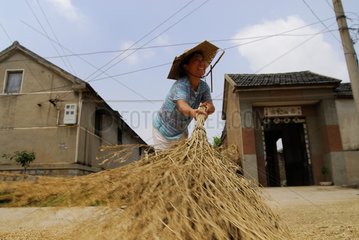 Woman sweeping after winnowing of wheat in full street China