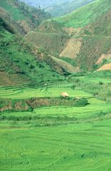 rizières aux environs de Lao Cai  nord du Vietnam