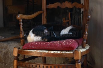 Cat sleeping on a chair in a living room France