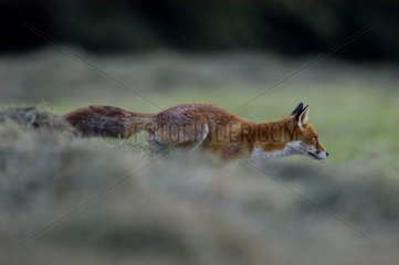 Red fox at steal in the evening Vosges France