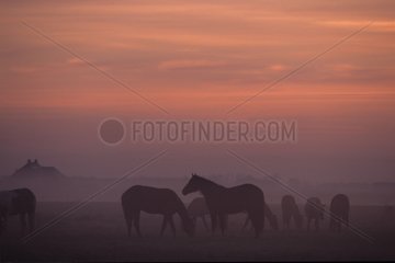 Horses at sunset Texel Holland