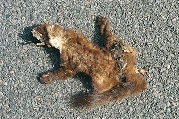 Squirrel crushed on an asphalt road Bourges