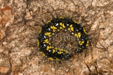 Caterpillar Gorges de la Frau Midi Pyrénées France