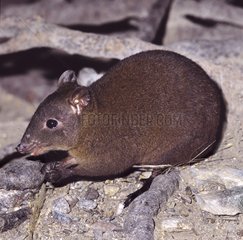 Musky- rat kangaroo Queensland rainforest Australia