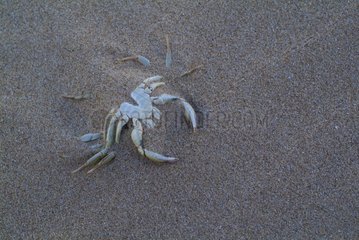 Crab ensablé on a beach of Normandy France