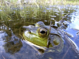 North american bullfrog stalking in water Mauricie NP